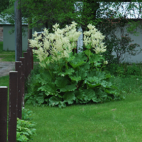 Plant Photo 1
