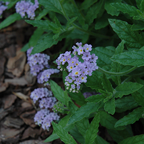 Plant Photo 4