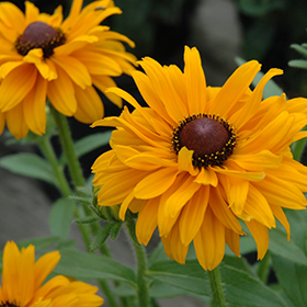 Plant Photo 6