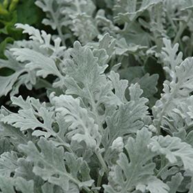 Plant Photo 10