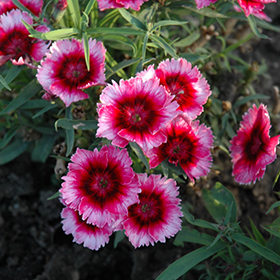 Plant Photo 2