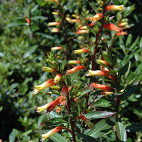 Plant Photo 5