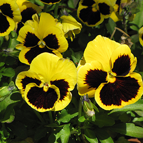 Plant Photo 10