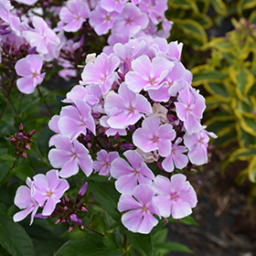 Plant Photo 3