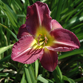 Plant Photo 9