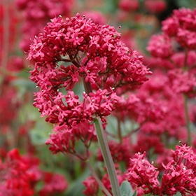 Plant Photo 6