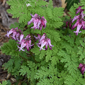 Plant Photo 4