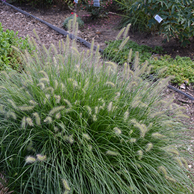 Plant Photo 10