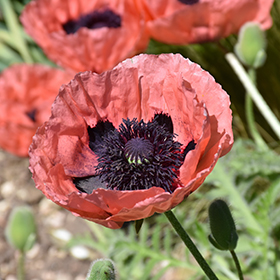 Plant Photo 8